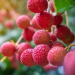 Konservuoti ličiai sirupe 565g - Royal Thai